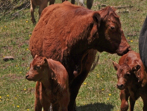 two calves